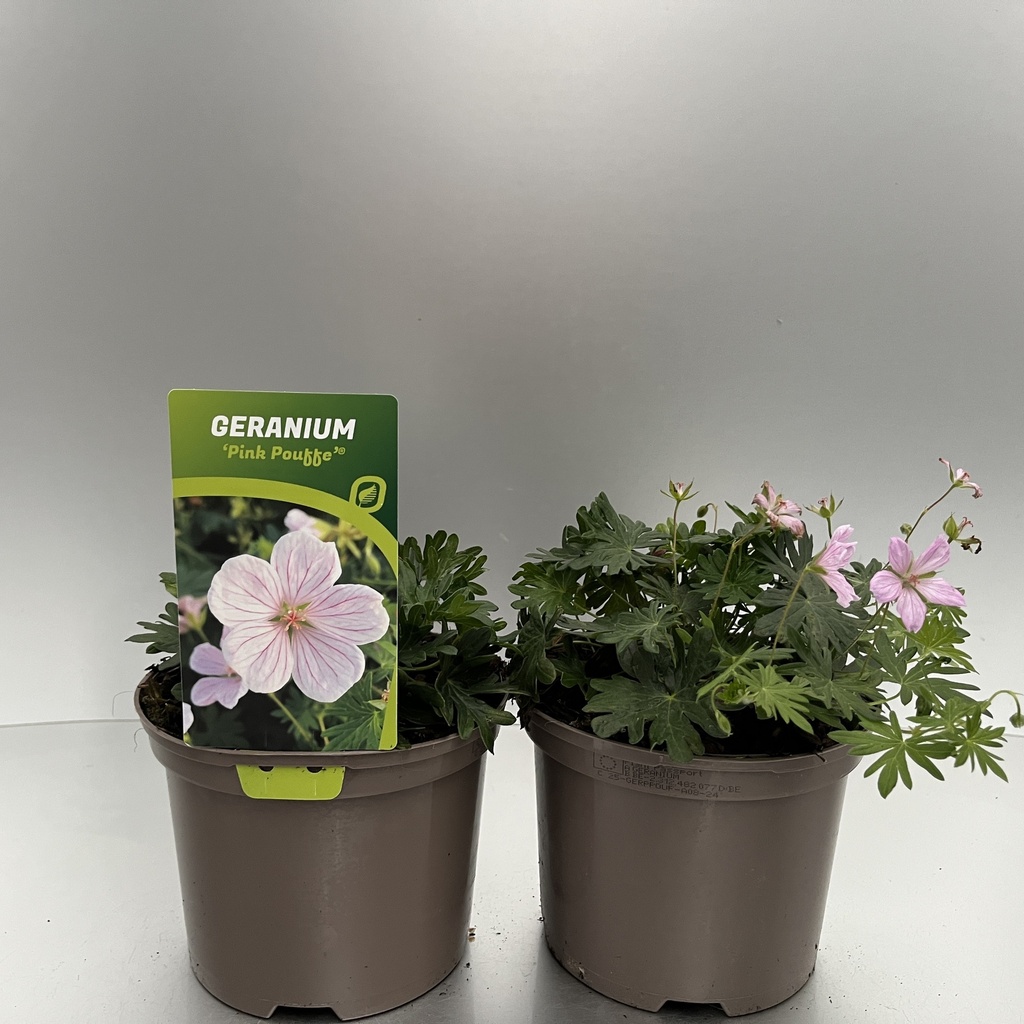 [GERPPOUF-C2] Geranium 'Pink Pouffe'®