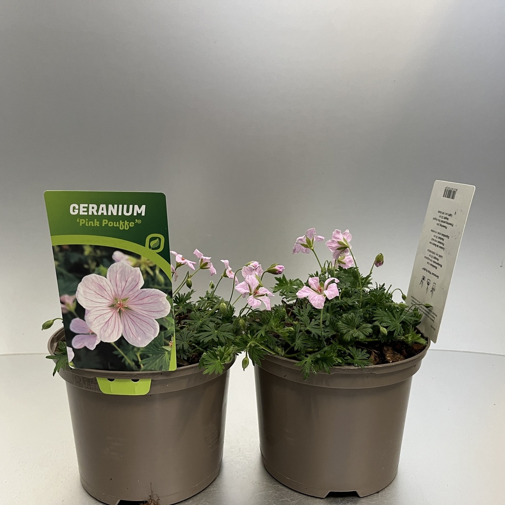 [GERPPOUF-C2] Geranium 'Pink Pouffe'®