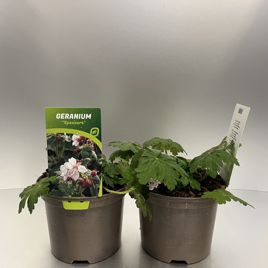 [GERSPESS-C2] Geranium macr. 'Spessart'
