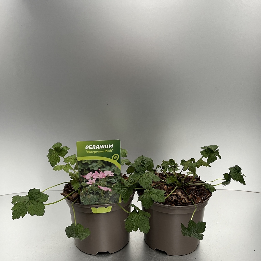 [GERWPINK-C2] Geranium endr. 'Wargrave Pink'