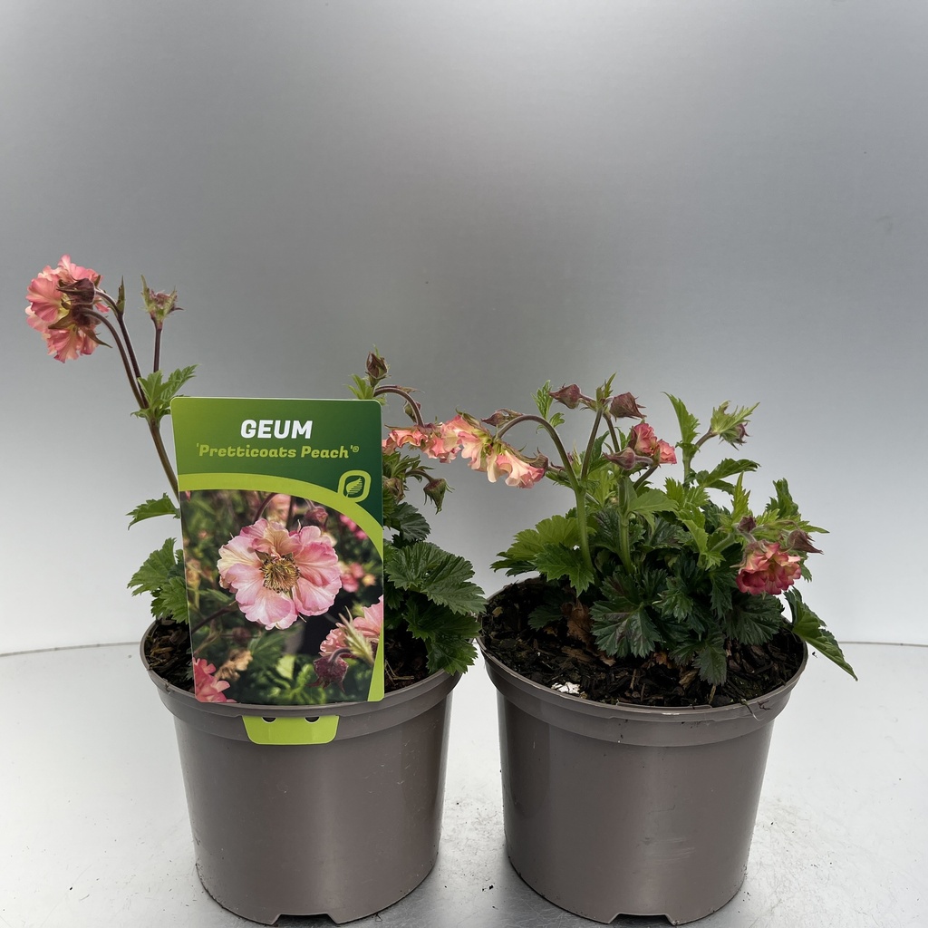 [GEUPPEAC-C2] Geum 'Pretticoats Peach'®
