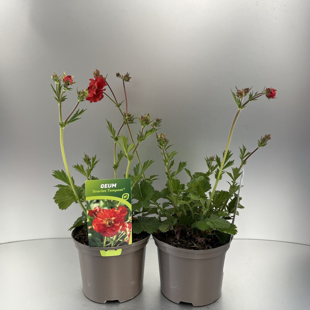 [GEUSTEMP-C2] Geum 'Scarlet Tempest'®