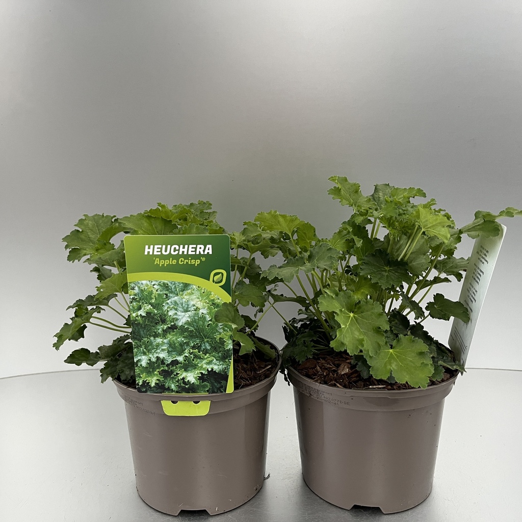 [HEUACRIS-C2] Heuchera 'Apple Crisp'®