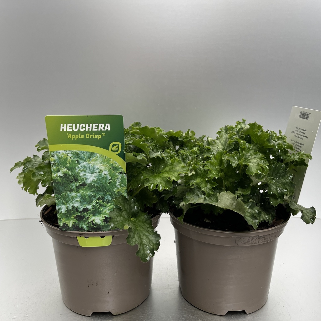 [HEUACRIS-C2] Heuchera 'Apple Crisp'®
