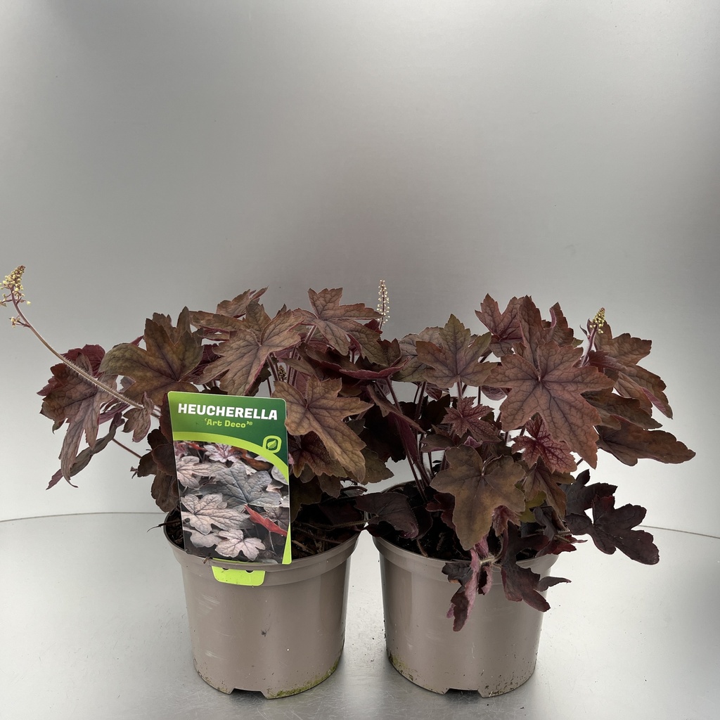 [HEUADECO-C2] Heucherella 'Art Deco'®