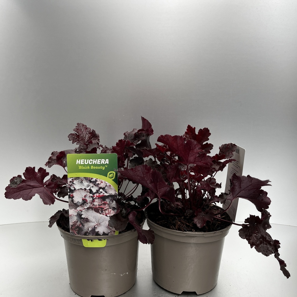 [HEUBBEAU-C2] Heuchera 'Black Beauty'®