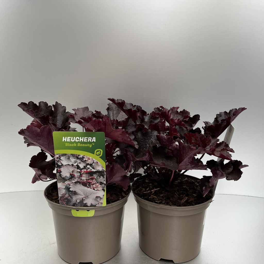 [HEUBBEAU-C2] Heuchera 'Black Beauty'®