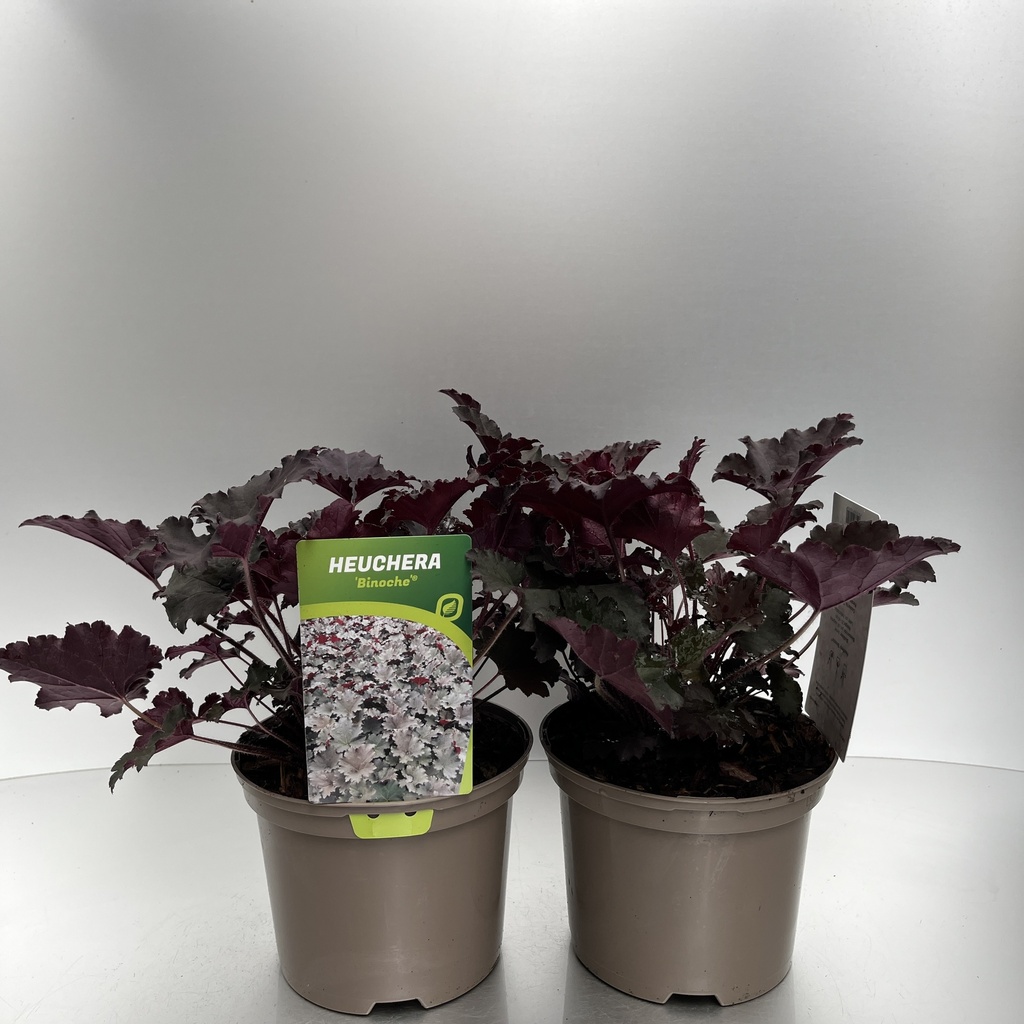 [HEUBINOC-C2] Heuchera 'Binoche'®