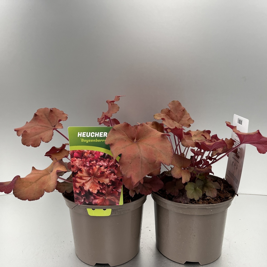 [HEUBOYSE-C2] Heuchera 'Boysenberry'®