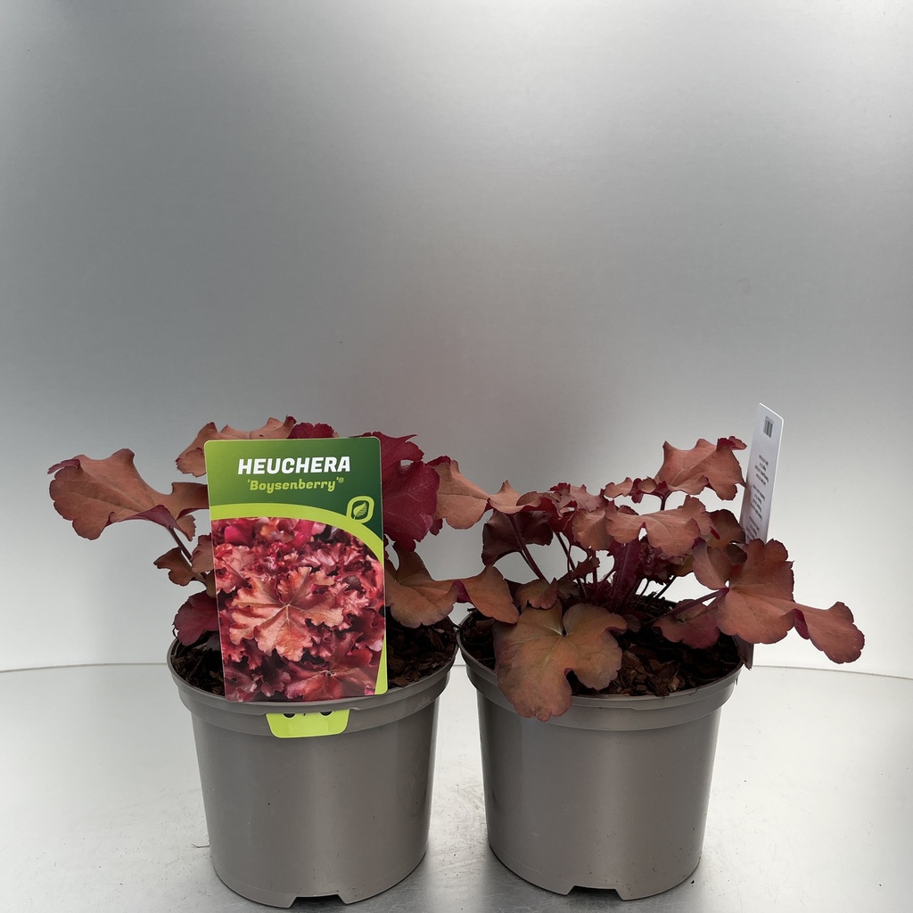 [HEUBOYSE-C2] Heuchera 'Boysenberry'®