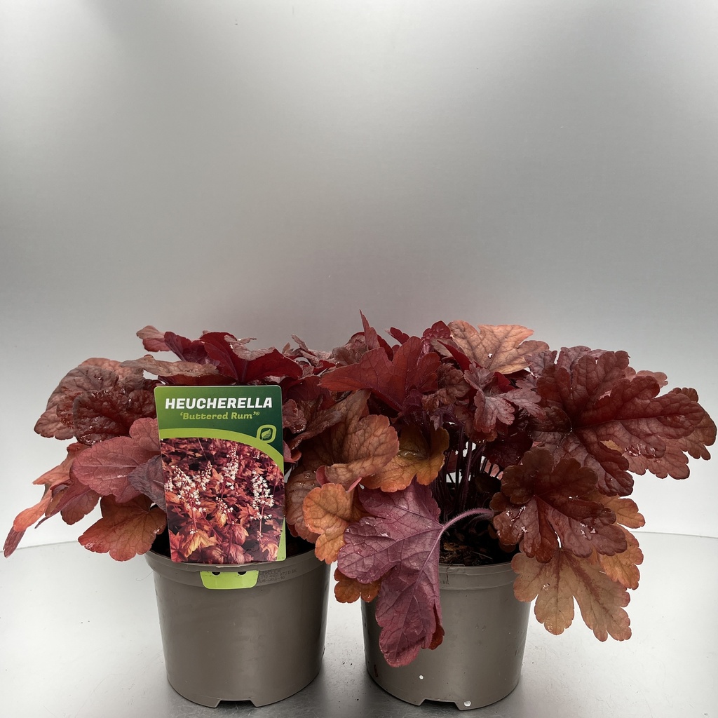 [HEUBRUM-C2] Heucherella 'Buttered Rum'®