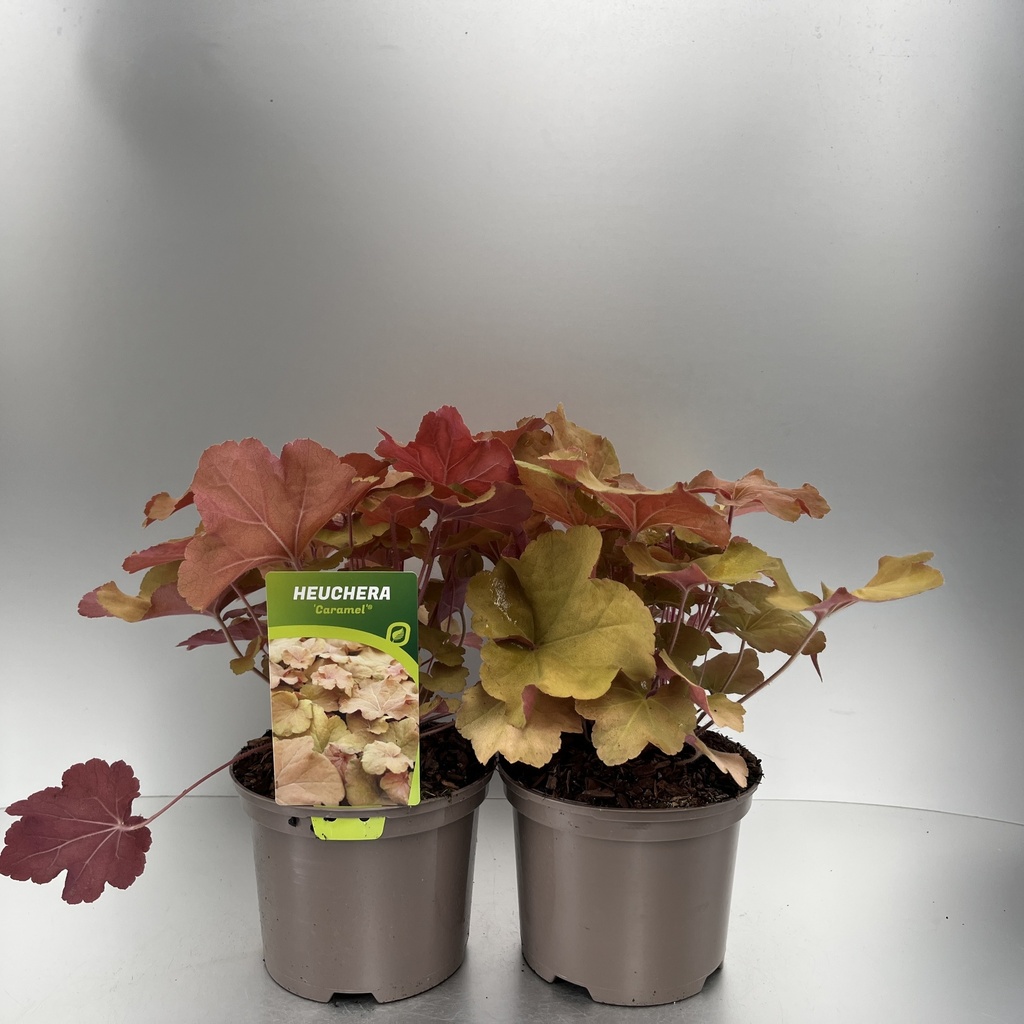 [HEUCARAM-C2] Heuchera 'Caramel' ®