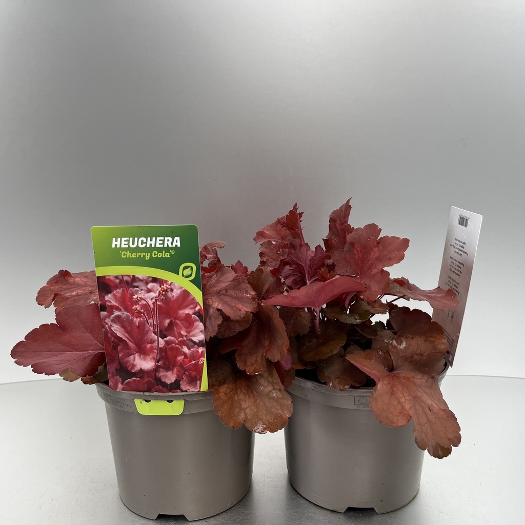 [HEUCCOLA-C2] Heuchera 'Cherry Cola'®