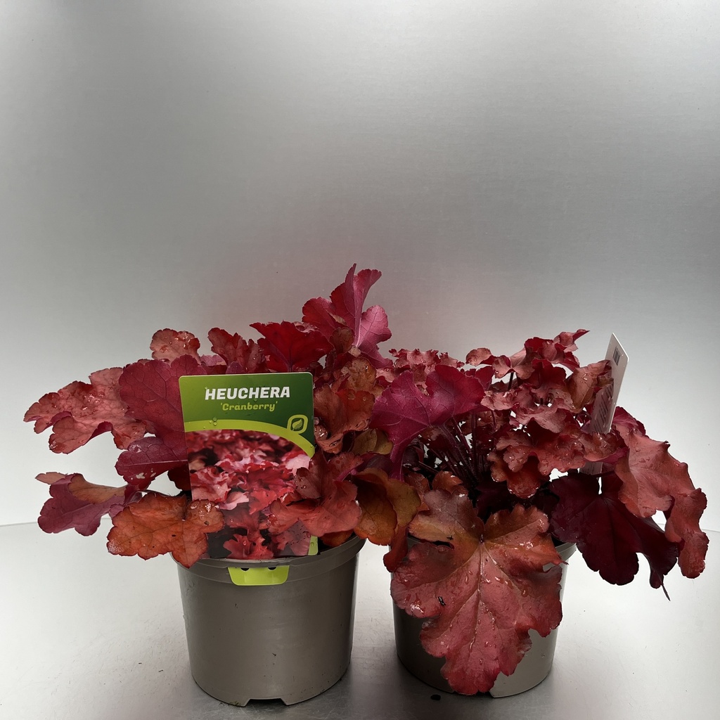 [HEUCRANB-C2] Heuchera 'Cranberry'®