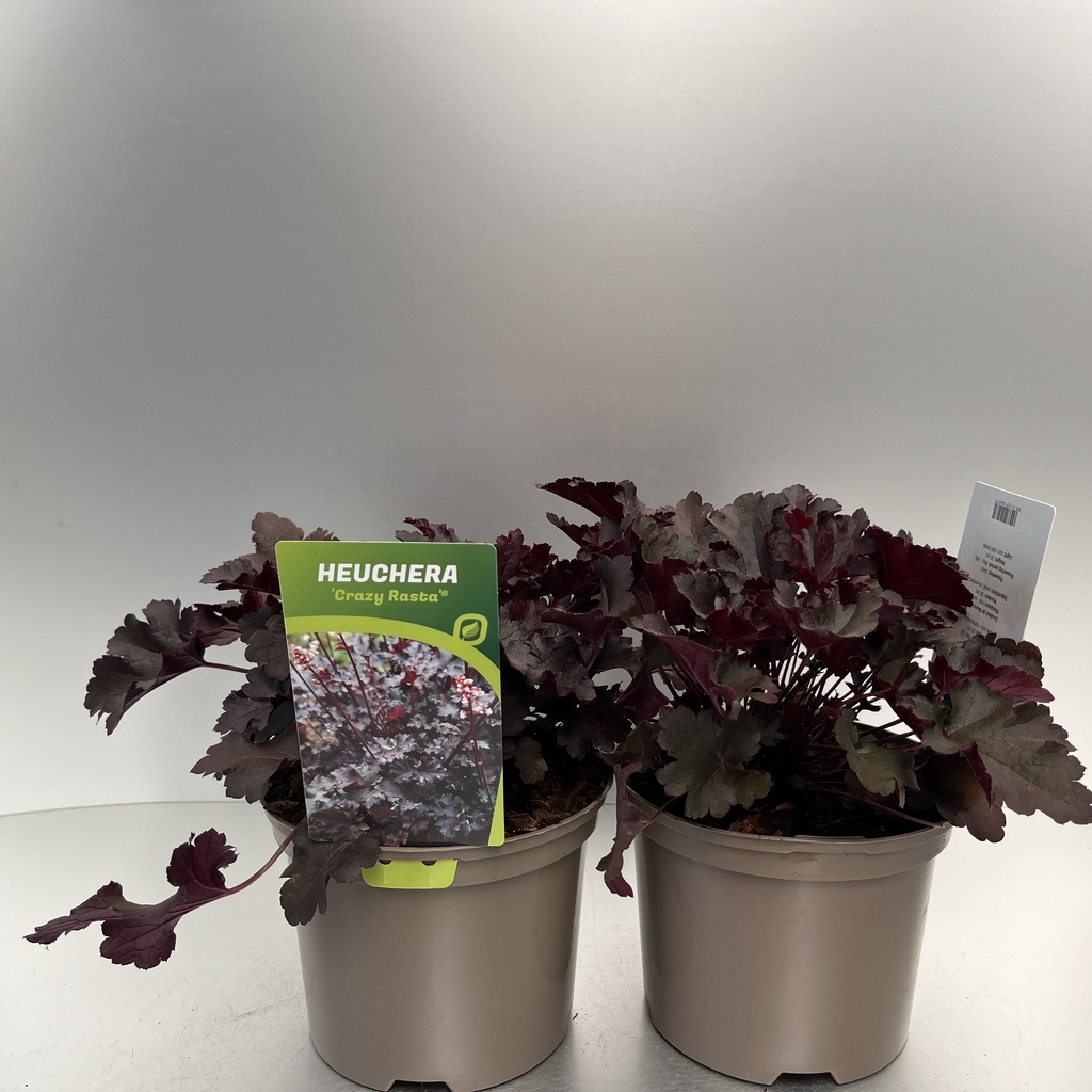 [HEUCRAST-C2] Heuchera 'Crazy Rasta'®