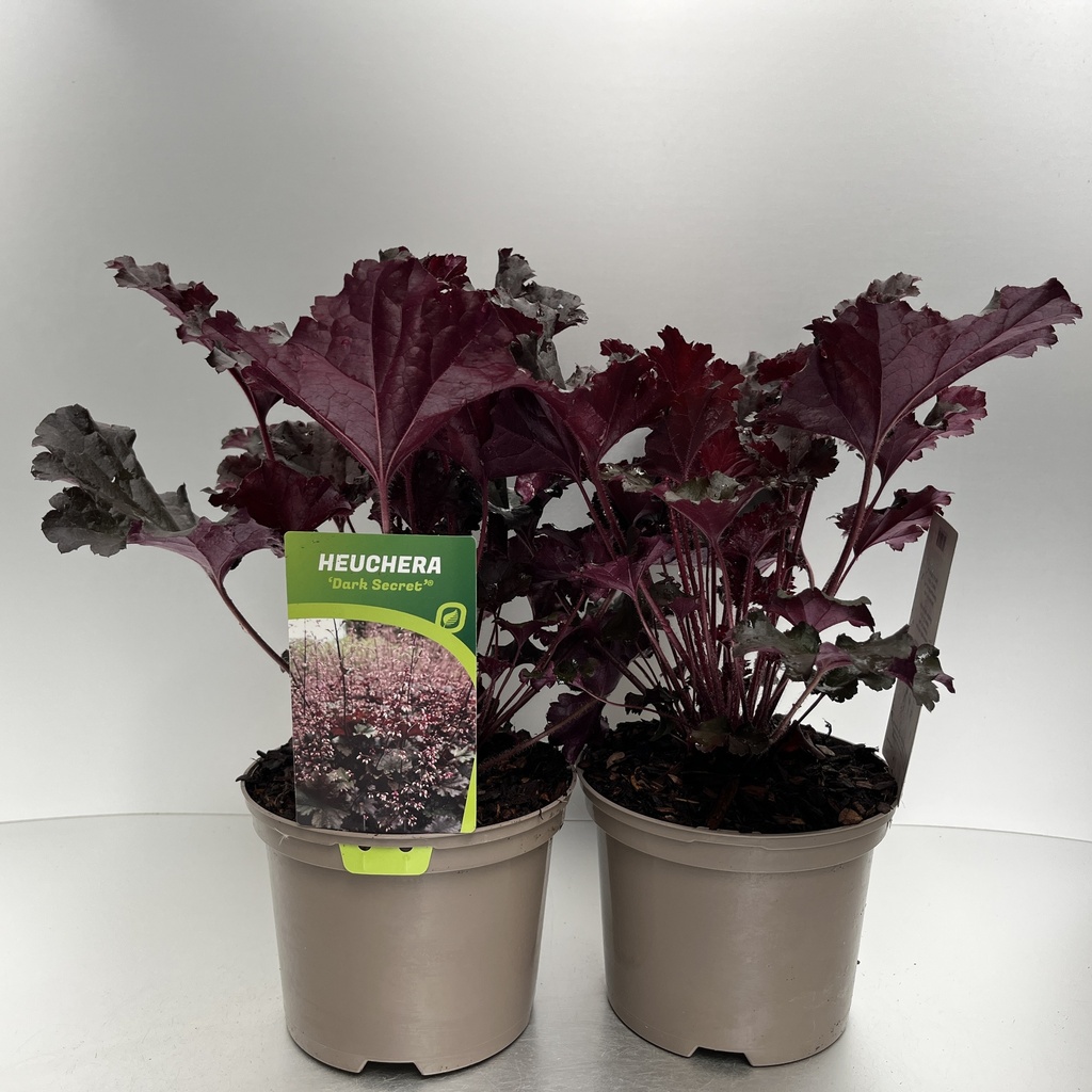[HEUDSECR-C2] Heuchera 'Dark Secret'®