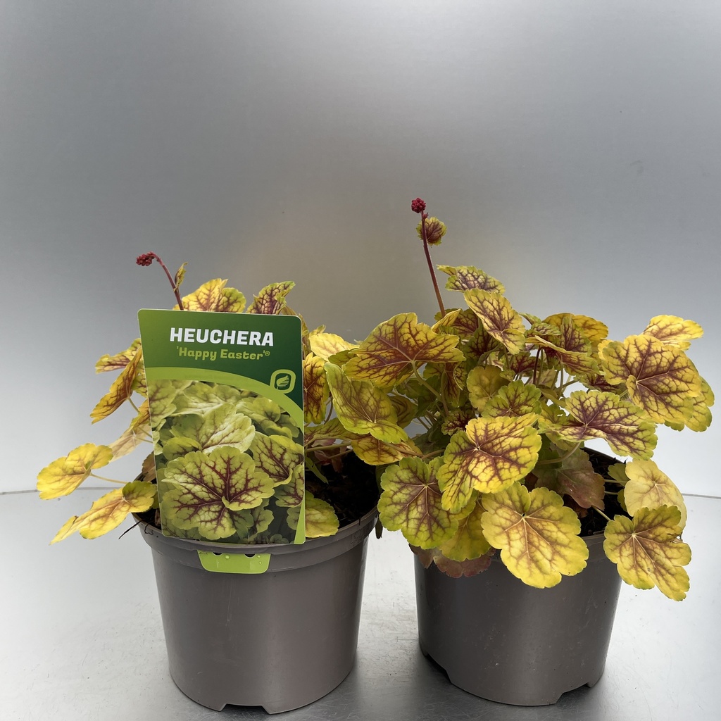 [HEUHEAST-C2] Heuchera 'Happy Easter'®