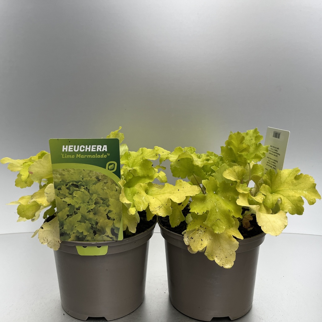 [HEULMARM-C2] Heuchera 'Lime Marmalade'®