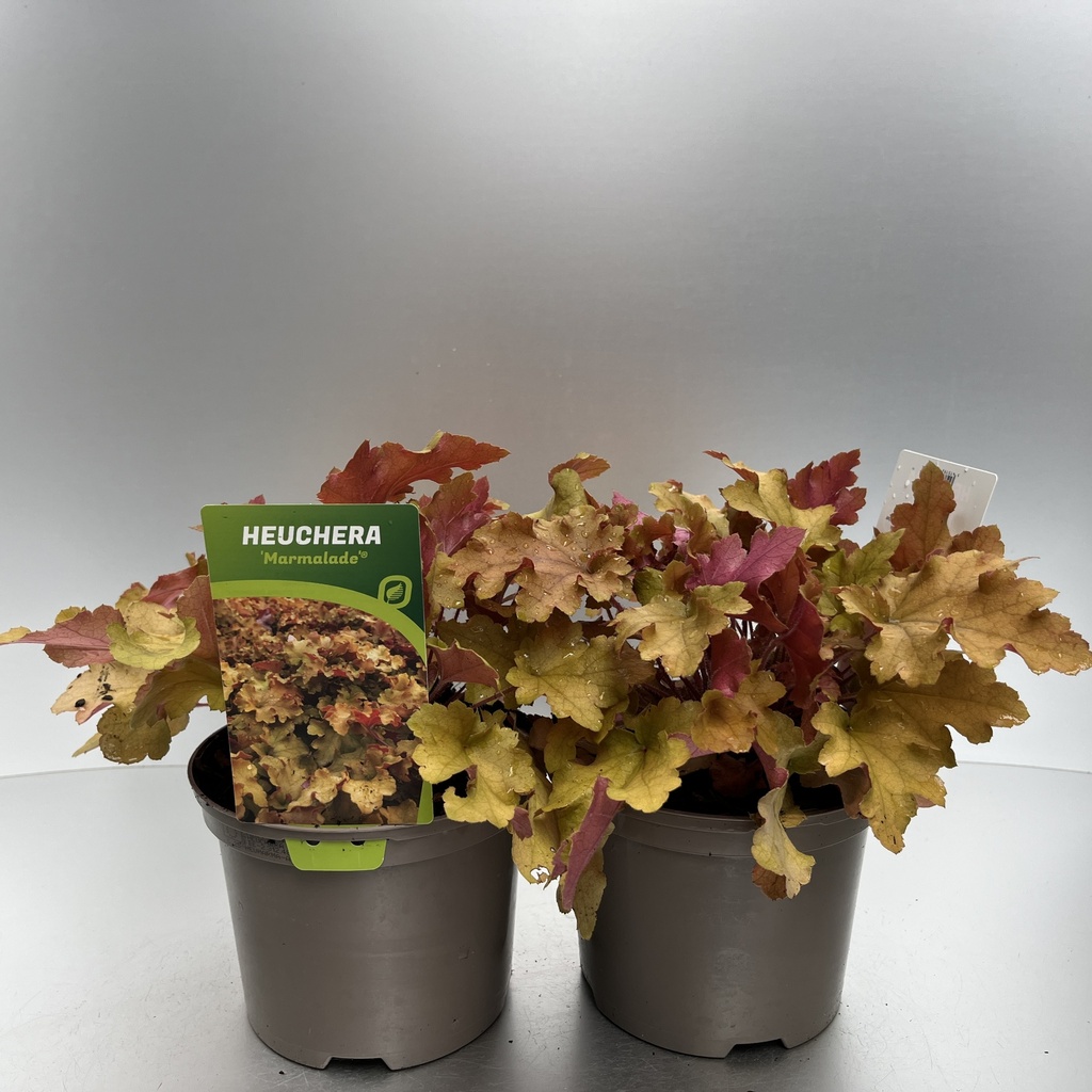 [HEUMARMA-C2] Heuchera 'Marmalade'®