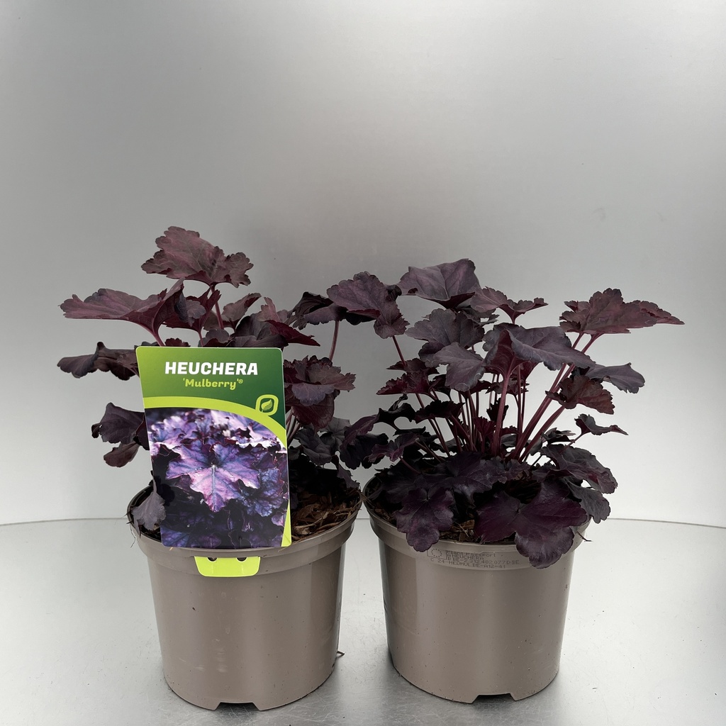 [HEUMULBE-C2] Heuchera 'Mulberry'®