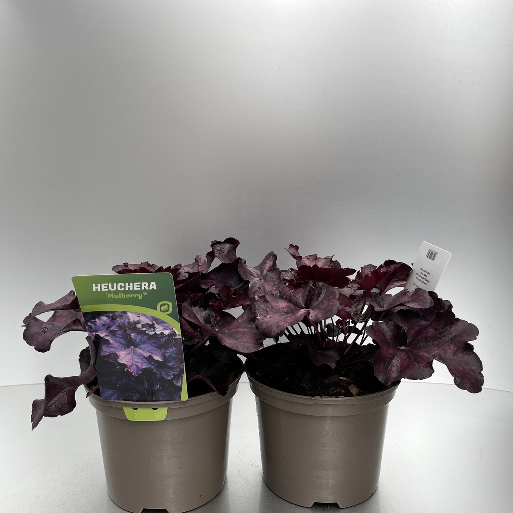 [HEUMULBE-C2] Heuchera 'Mulberry'®