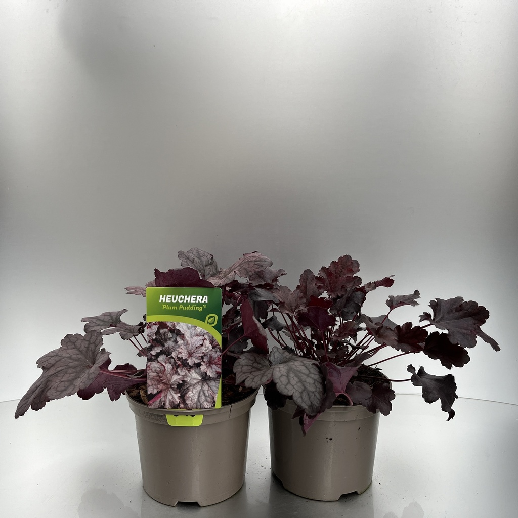 [HEUPPUDD-C2] Heuchera 'Plum Pudding'®