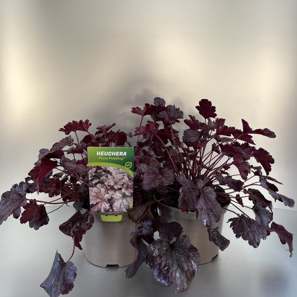 [HEUPPUDD-C2] Heuchera 'Plum Pudding'®