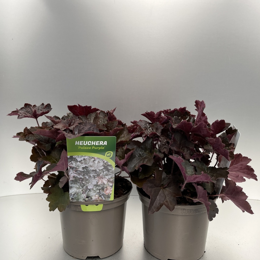 [HEUPPURP-C2] Heuchera micr. 'Palace Purple'