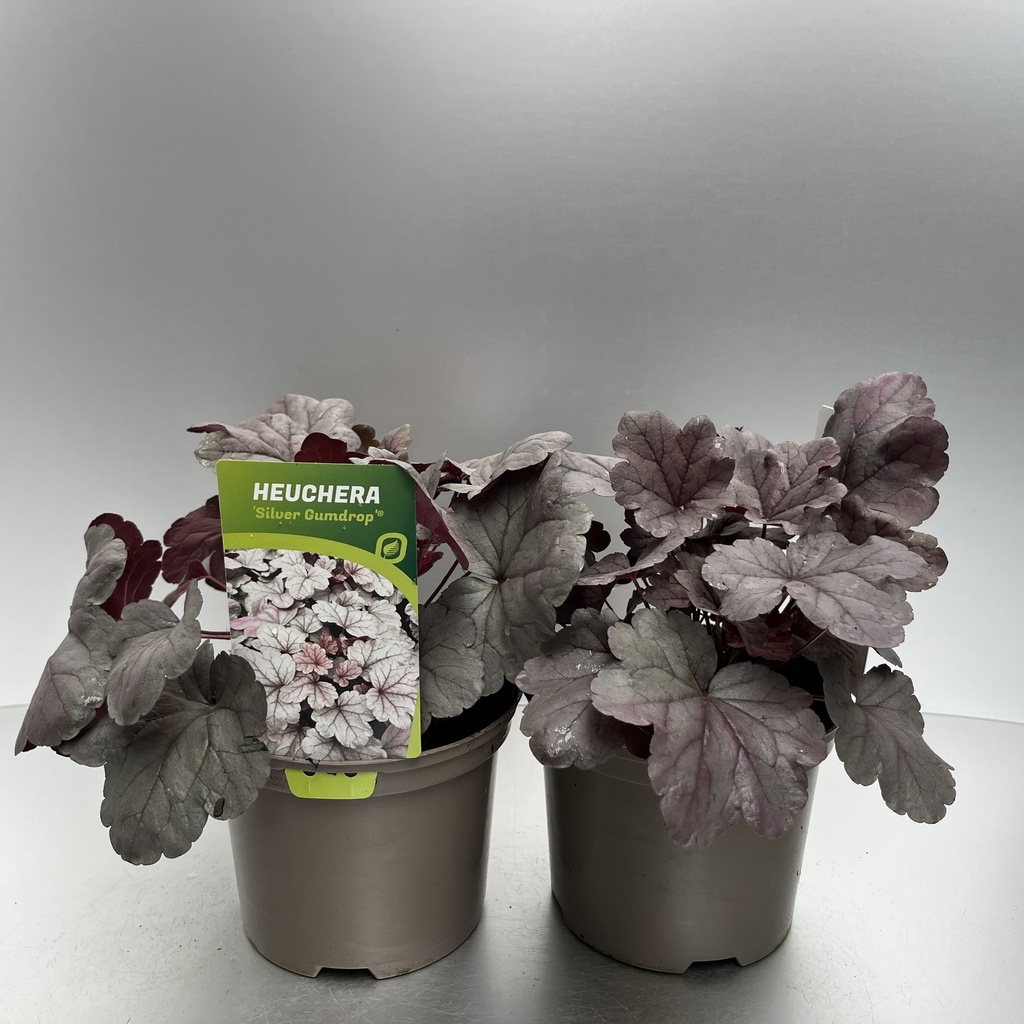 [HEUSGUMD-C2] Heuchera 'Silver Gumdrop'®