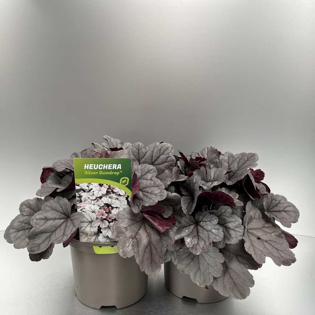 [HEUSGUMD-C2] Heuchera 'Silver Gumdrop'®