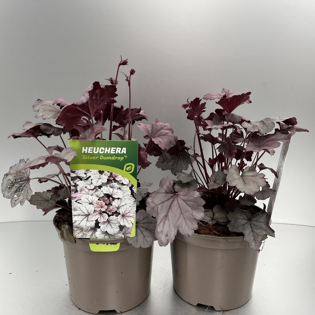 [HEUSGUMD-C2] Heuchera 'Silver Gumdrop'®