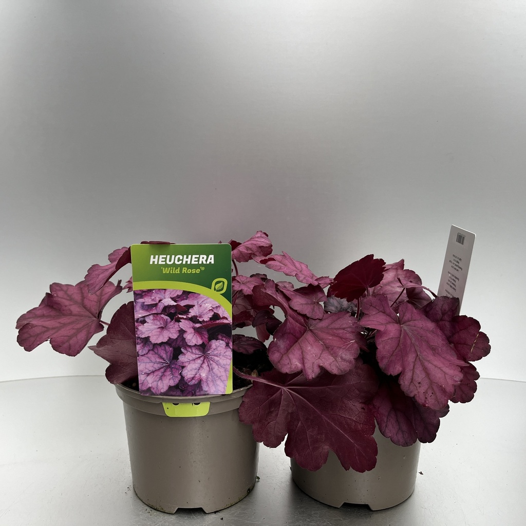 [HEUWROSE-C2] Heuchera 'Wild Rose'®