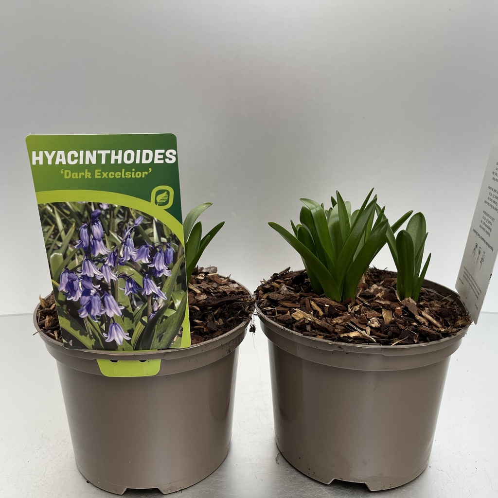 [HYADEXCE-C2] Hyacinthoides hisp. 'Dark Excelsior'