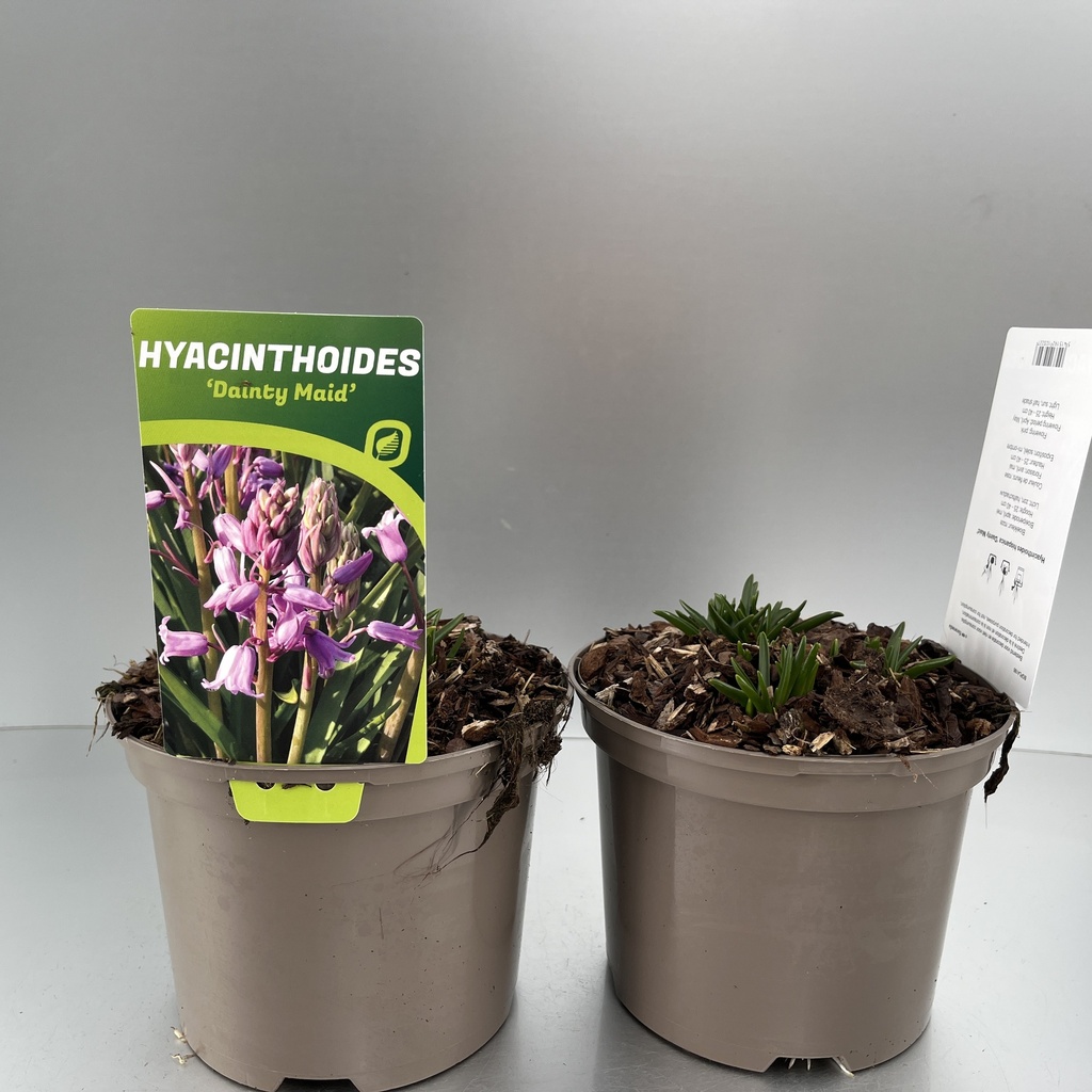 [HYADMAID-C2] Hyacinthoides hisp. 'Dainty Maid'