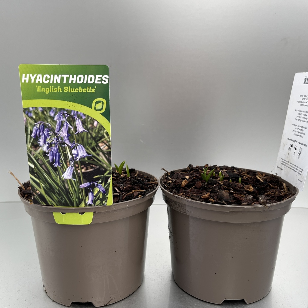 [HYAEBLUE-C2] Hyacinthoides 'English Bluebells'