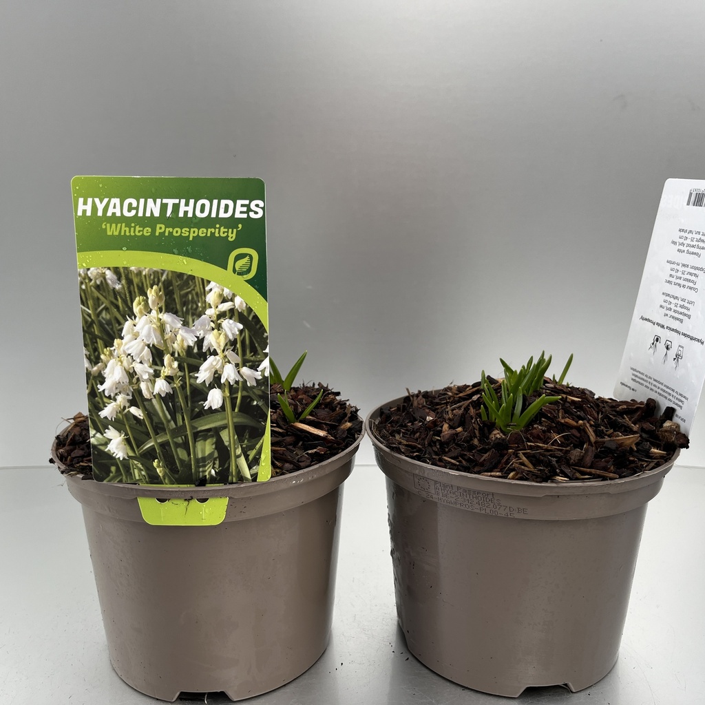 [HYAWPROS-C2] Hyacinthoides hisp. 'White Prosperity'