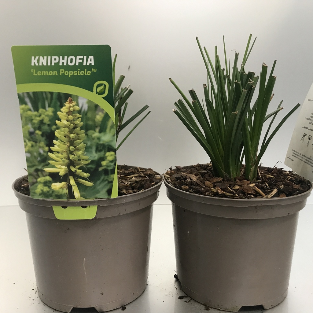[KNILPOPS-C2] Kniphofia 'Lemon Popsicle'®