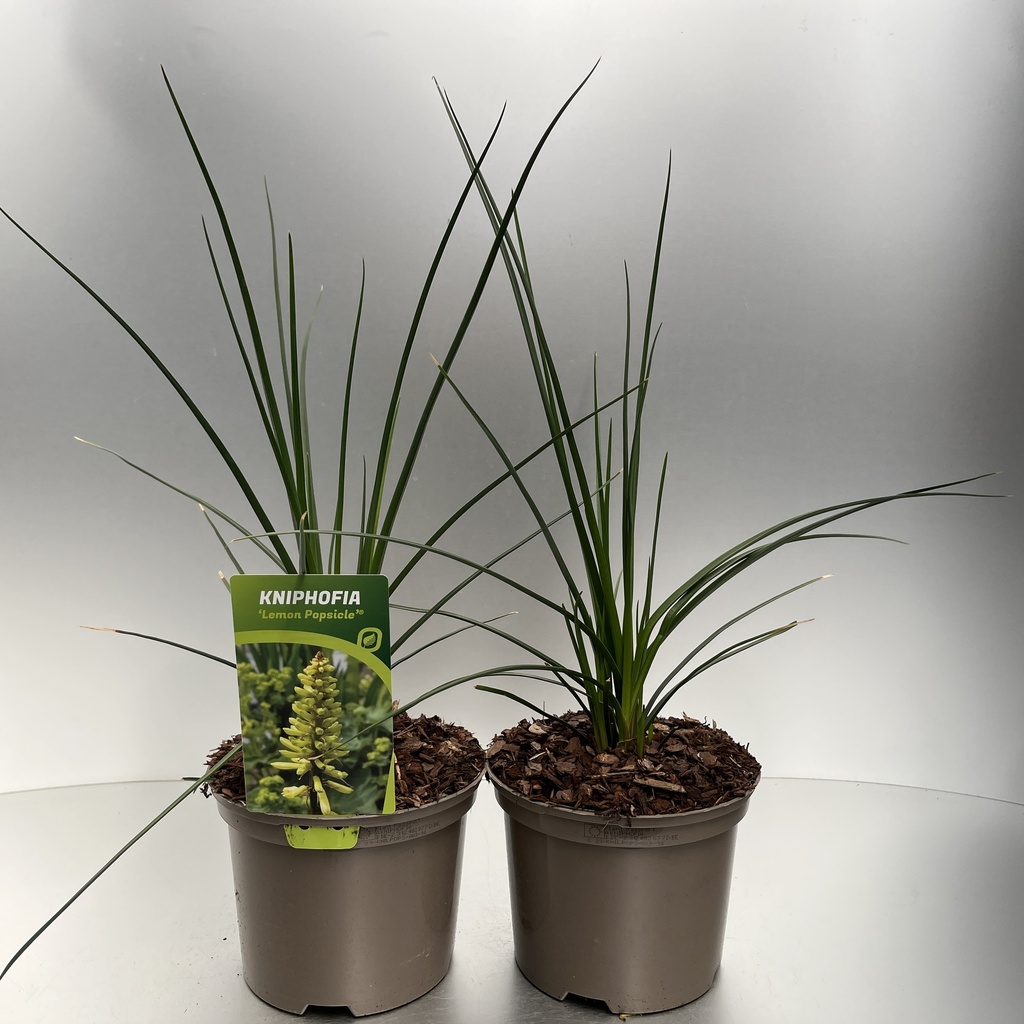 [KNILPOPS-C2] Kniphofia 'Lemon Popsicle'®