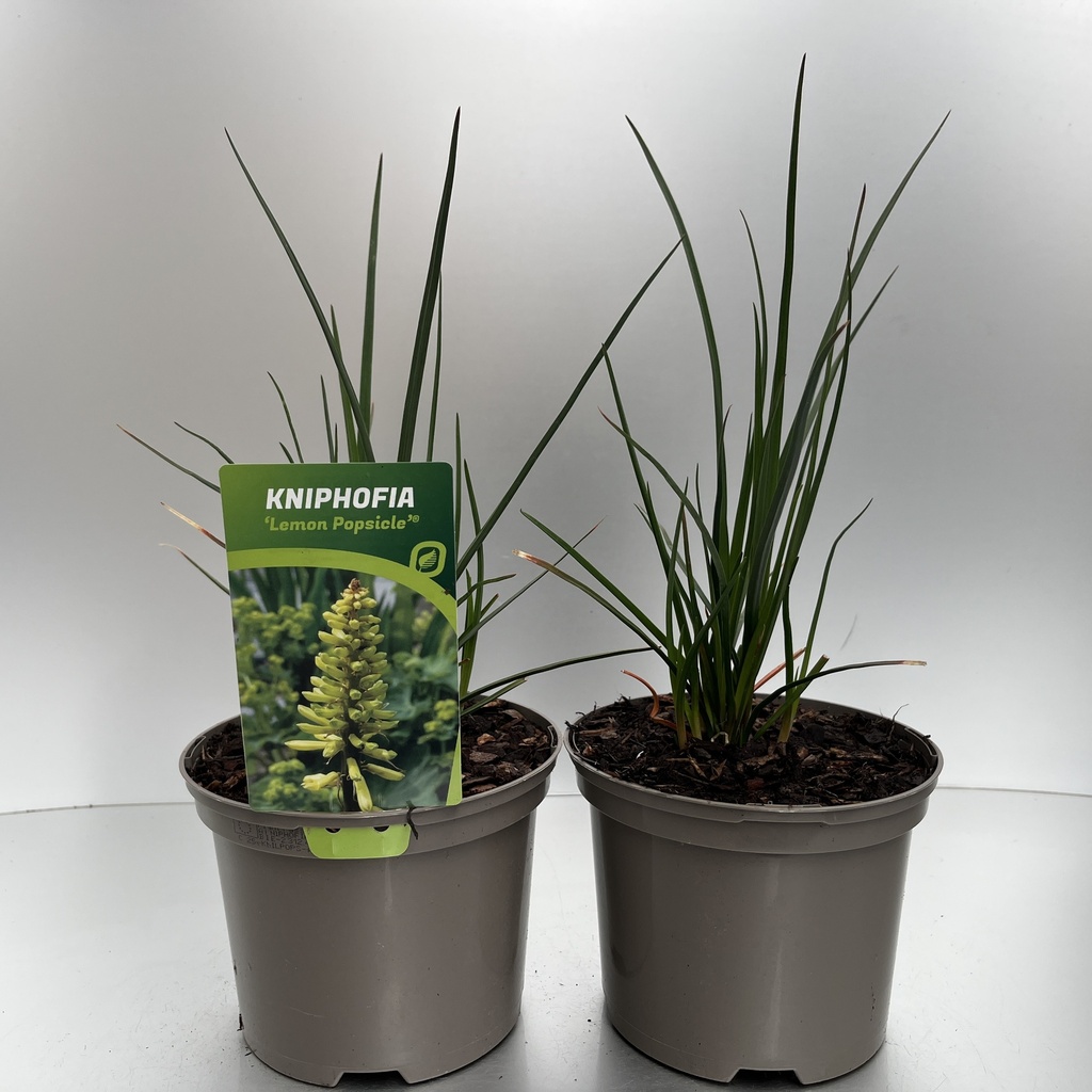 [KNILPOPS-C2] Kniphofia 'Lemon Popsicle'®