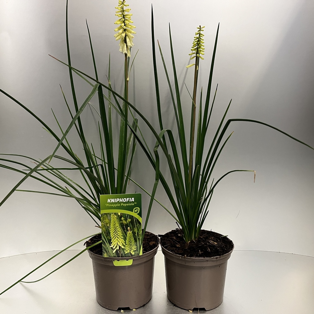 [KNIPIPOP-C2] Kniphofia 'Pinapple Popsicle'®