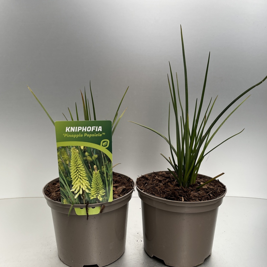[KNIPIPOP-C2] Kniphofia 'Pinapple Popsicle'®