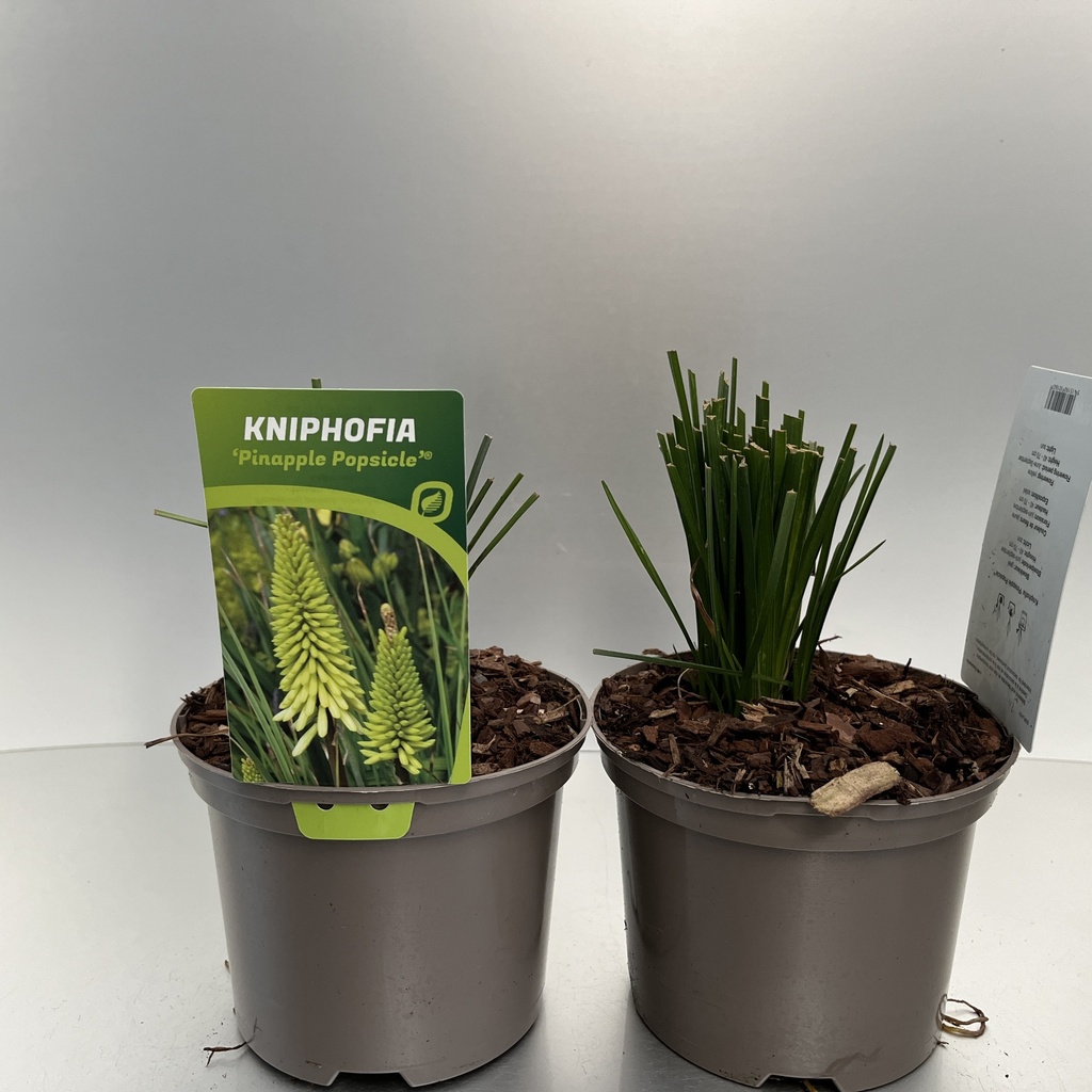 [KNIPIPOP-C2] Kniphofia 'Pinapple Popsicle'®