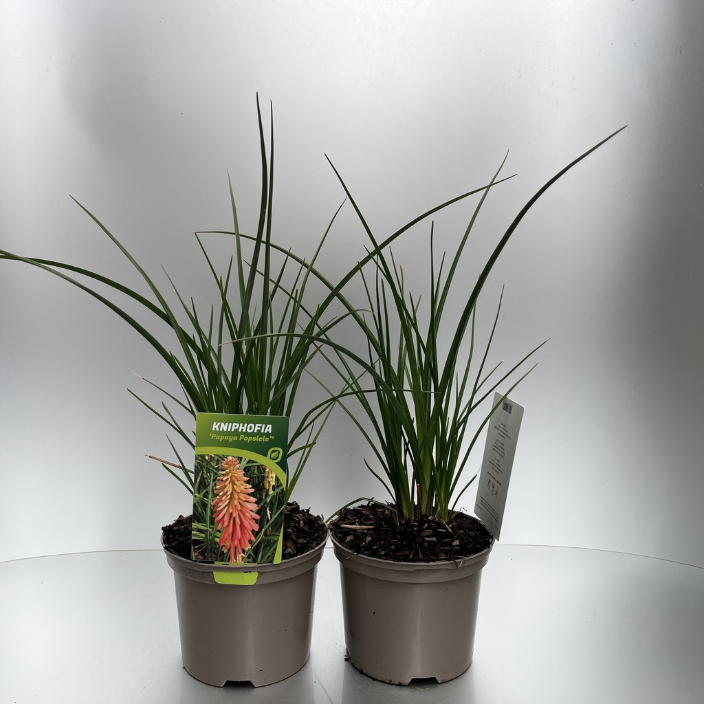 [KNIPPOPS-C2] Kniphofia 'Papaya Popsicle'®