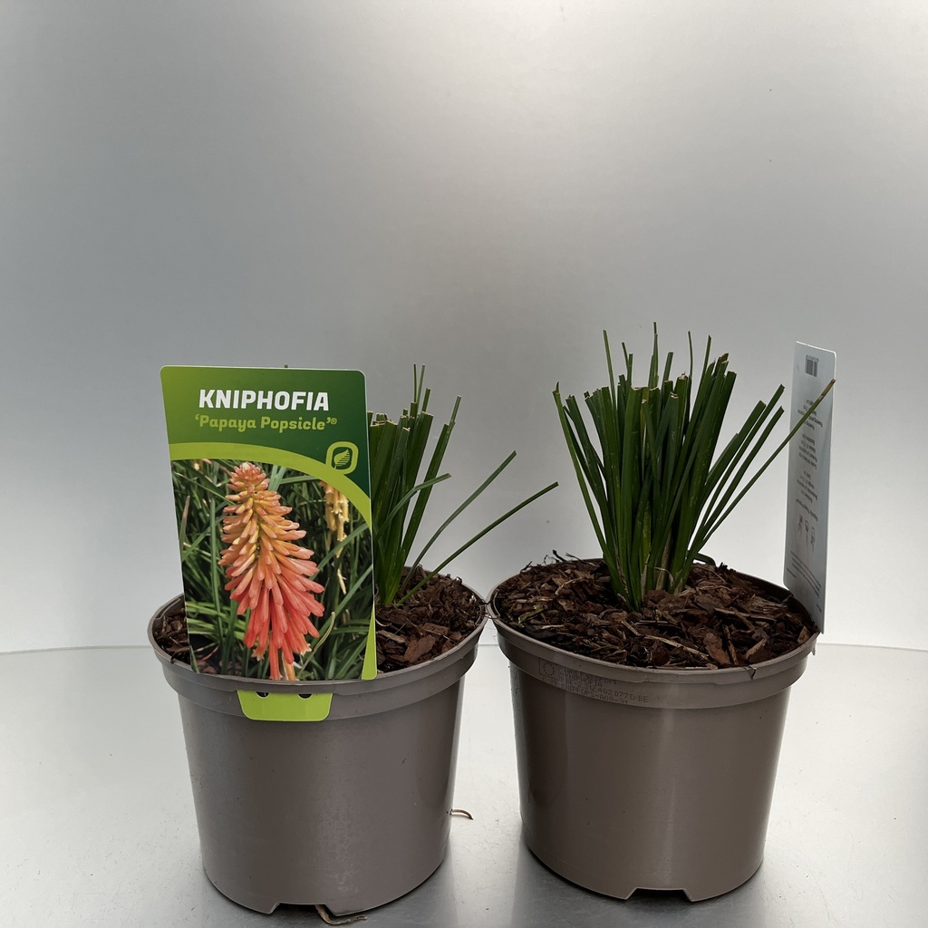 [KNIPPOPS-C2] Kniphofia 'Papaya Popsicle'®