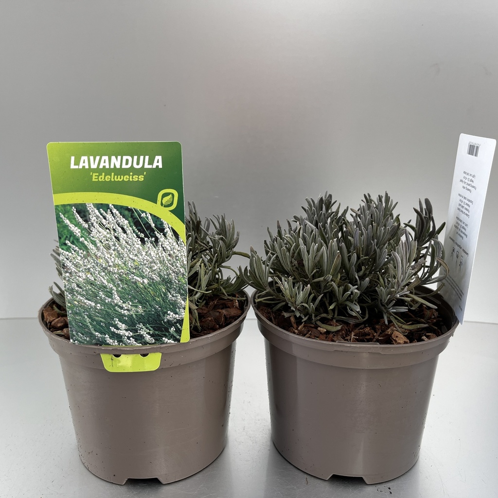 [LAVEDELW-C2] Lavandula ang. 'Edelweiss'