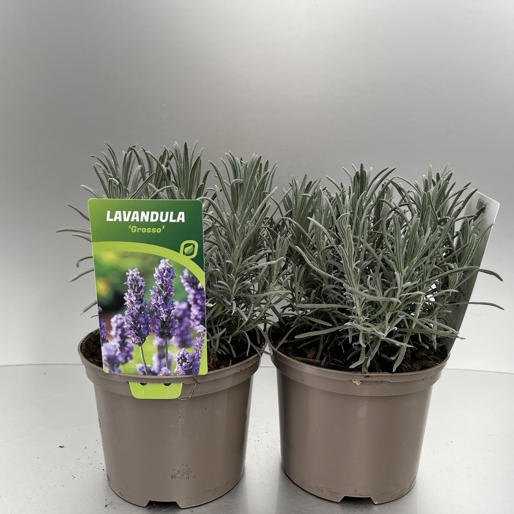 [LAVGROSS-C2] Lavandula int. 'Grosso'