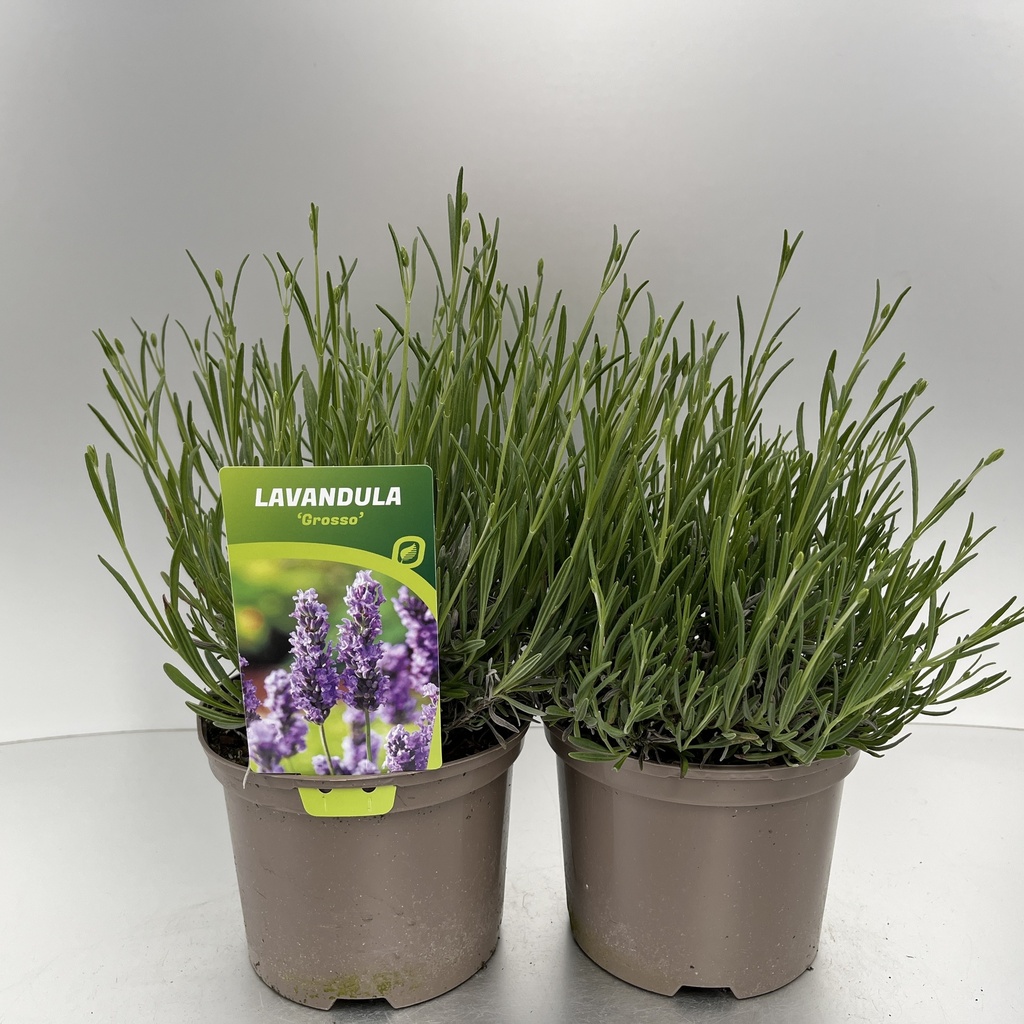 [LAVGROSS-C2] Lavandula int. 'Grosso'