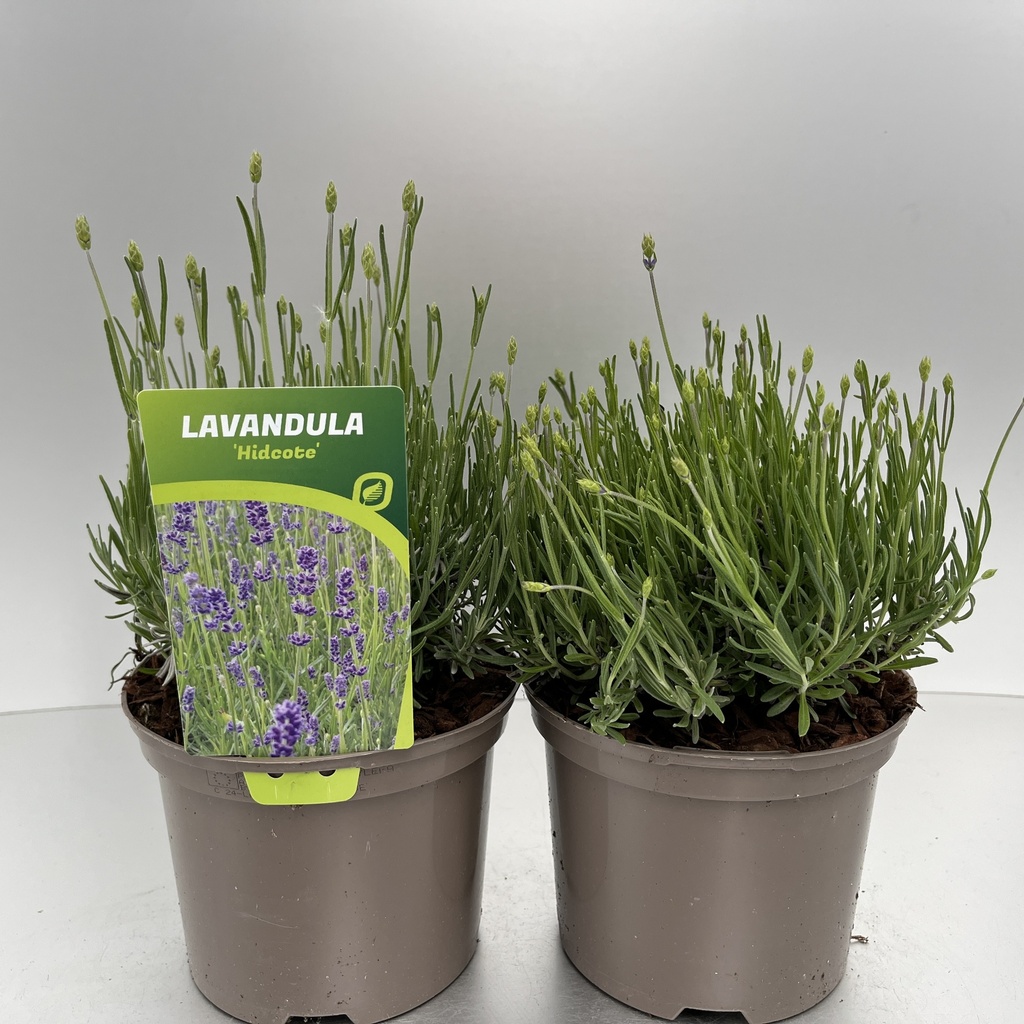 [LAVHIDCO-C2] Lavandula ang. 'Hidcote'