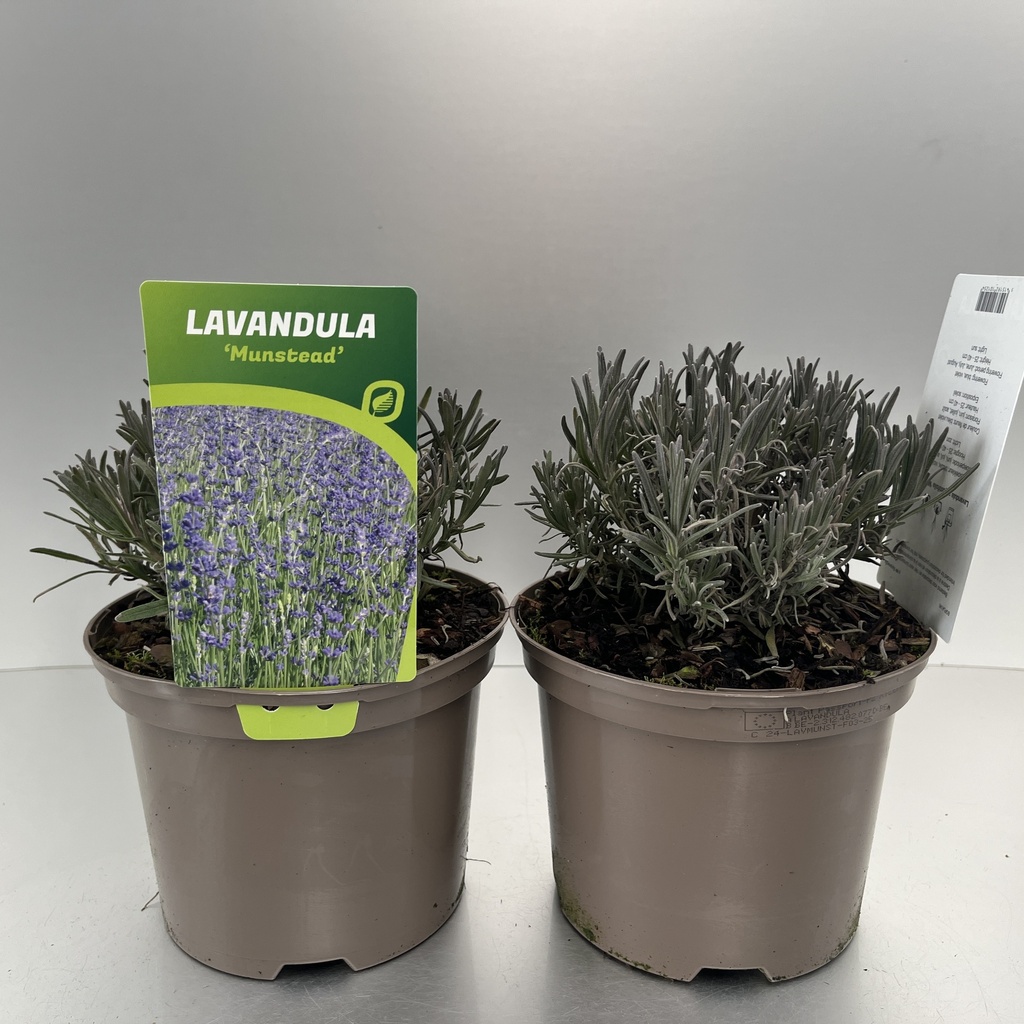 [LAVMUNST-C2] Lavandula ang. 'Munstead'