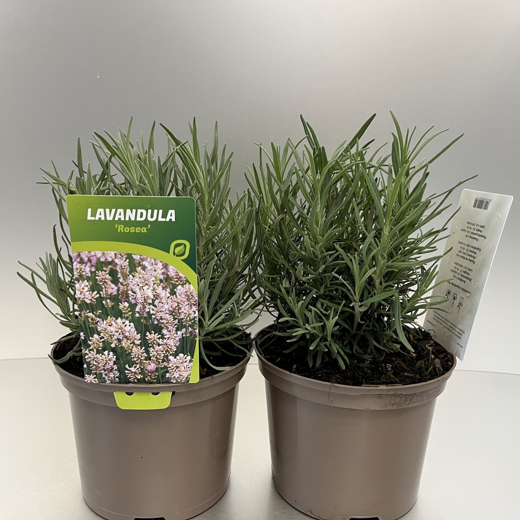 [LAVROSEA-C2] Lavandula ang. 'Rosea'